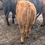 10 Limousine heifers Image 2