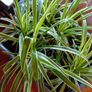 spider plants Image 3