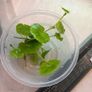 Fresh water plants and snails Image 3