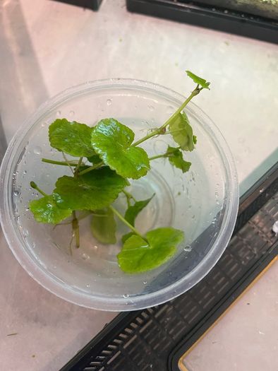 Fresh water plants and snails
