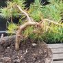 Bonsai Image 5