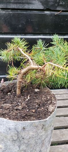 Bonsai
