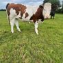 Breeding Heifers Image 3
