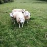 Beltex Hogget Ram Image 7