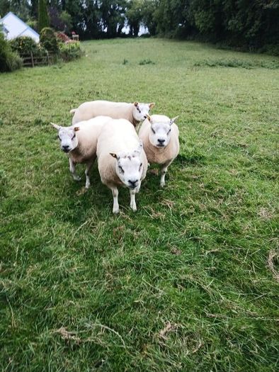 Beltex Hogget Ram