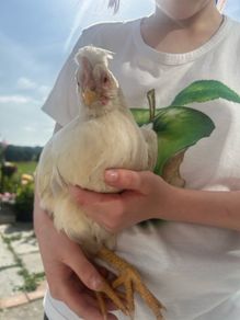 hen and rooster