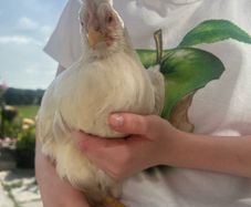 hen and rooster