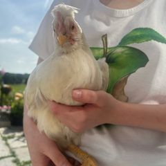hen and rooster