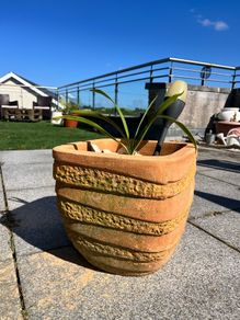 Stone Pot includes plant