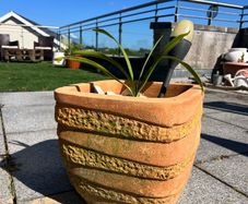 Stone Pot includes plant