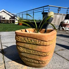 Stone Pot includes plant