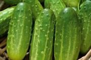(C) Gherkin Polan H seeds 1g (123377)