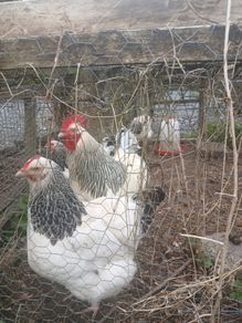 Light sussex hatching eggs