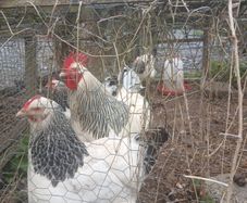 Light sussex hatching eggs