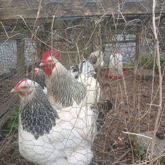 Light sussex hatching eggs
