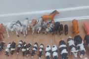 Animal figurines