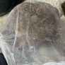 Bag of acorns from Austria. Image 3