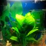 Aquarium / Fish Tank with extras Image 3