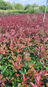 Red Robin Hedging