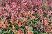 Red Robin Hedging