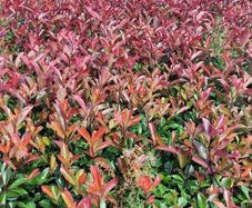 Red Robin Hedging
