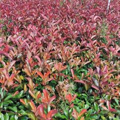Red Robin Hedging
