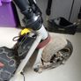 scooter Image 5