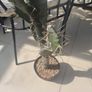 Cactus plant Decorative Image 6