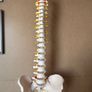 Flexible Spine Model Life Size Image 9
