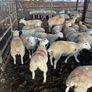 Easycare sheep Image 6
