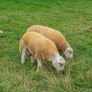 PBR texel ram lambs Image 2