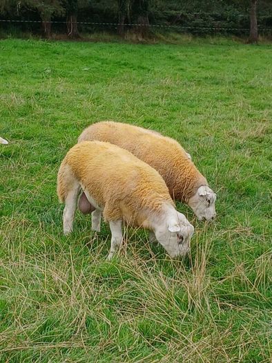 PBR texel ram lambs