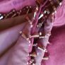 Paoletti Vigo Plum Velvety Decorative Throw  with Crystal Beaded Edges Image 4