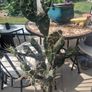 Cactus plant Decorative Image 4
