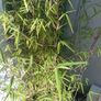 Planter with bamboo Image 3