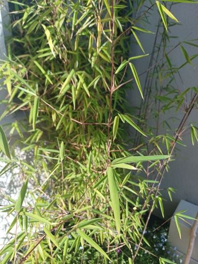 Planter with bamboo