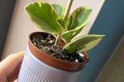 baby plant