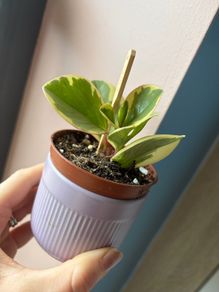 baby plant