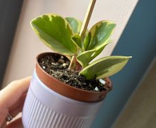 baby plant
