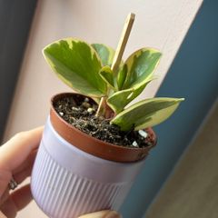 baby plant