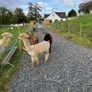 Alpaca Image 6