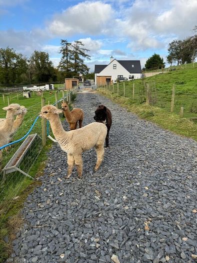 Alpaca