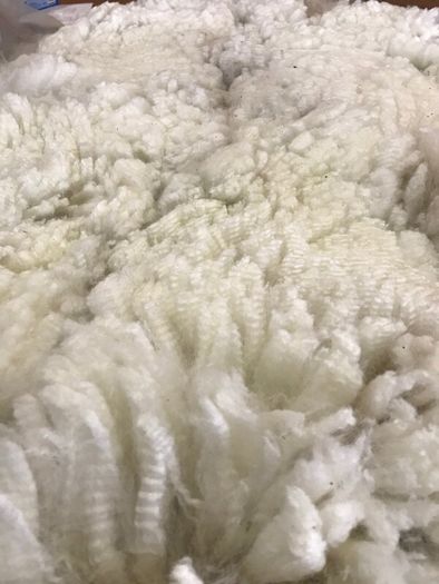 Alpaca fleece
