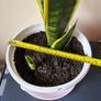 Snake Plant Image 4