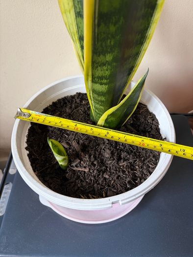 Snake Plant