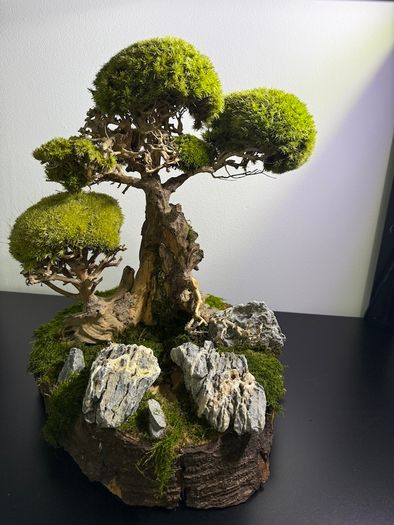 Bonsai Tree with natural moss 45x35cm