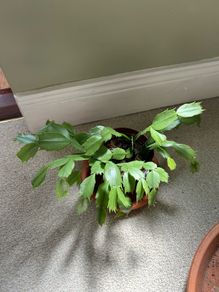 christmas cactus plant