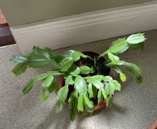 christmas cactus plant