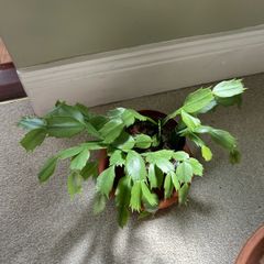 christmas cactus plant
