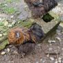 USA silkie roosters x2 Image 7